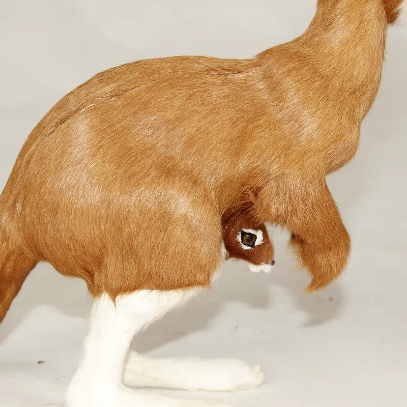 ตุ๊กตาผ้ากำมะหยี่รูปจิงโจ้เสมื - Kangaroo Kids Education บทวิจารณ์และราคา